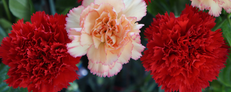 康乃馨不開(kāi)花需要修剪嗎