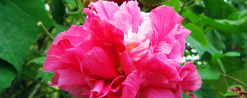 芙蓉花是長(zhǎng)在樹上的嗎