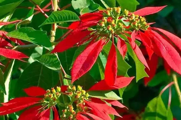 一品紅長(zhǎng)太高怎么辦