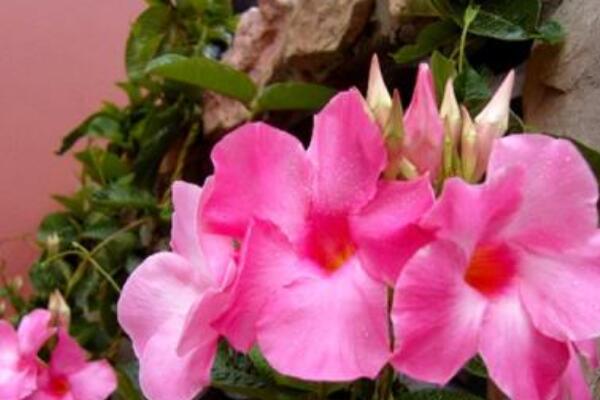 室外飄香藤怎么過(guò)冬