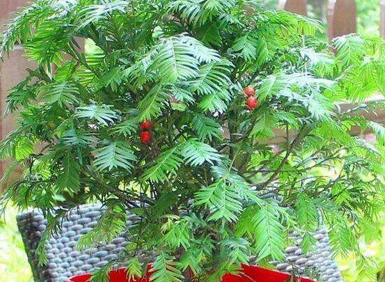 紅豆杉適合室內(nèi)養(yǎng)嗎，具有凈化空氣、延年益壽作用