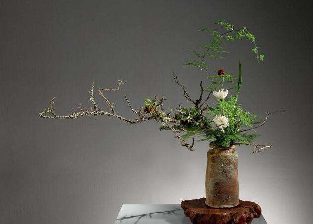 為什么家里不能養(yǎng)文竹，這是不科學(xué)的理論