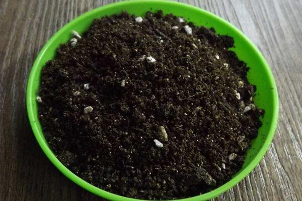 櫻花栽植技術(shù)及方法，栽植之前一定要修剪植株的根部