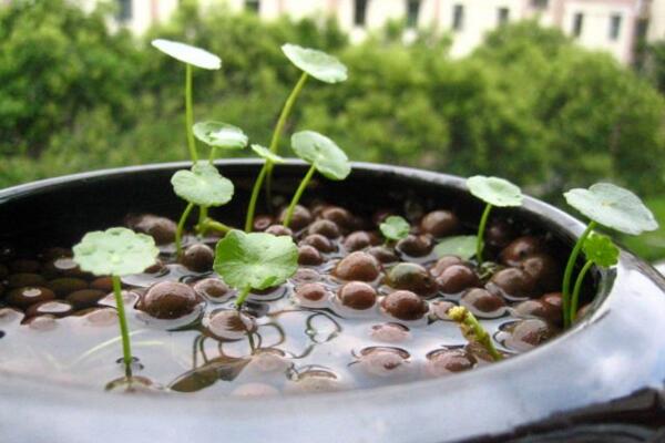 銅錢草開花了怎么辦，分為留種處理和不留種處理