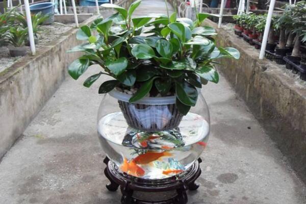 碧玉花葉子發(fā)黃怎么辦，5種原因以及解決方法