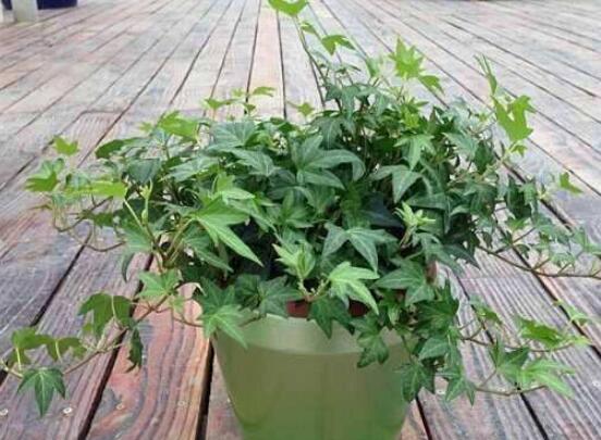 常青藤除甲醛嗎，每平方米可吸收甲醛1.48毫克