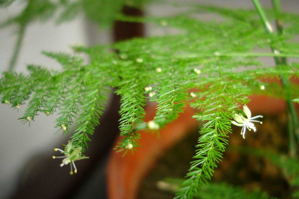 文竹為什么長(zhǎng)藤，正常生長(zhǎng)發(fā)育的過(guò)程