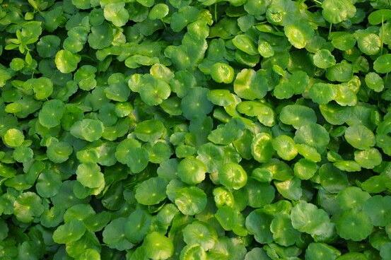 銅錢草水培好還是土培好，水培和土培兩者皆好