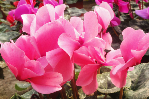 仙客來秋天什么時(shí)候發(fā)芽