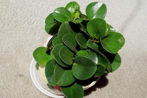 碧玉花葉子發(fā)黃怎么辦，5種原因以及解決方法