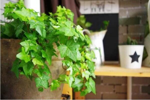 常春藤圖片，好看的常春藤欣賞