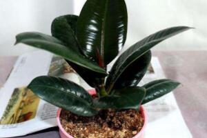 橡皮樹對(duì)人身體有害嗎，橡皮樹的作用和功效