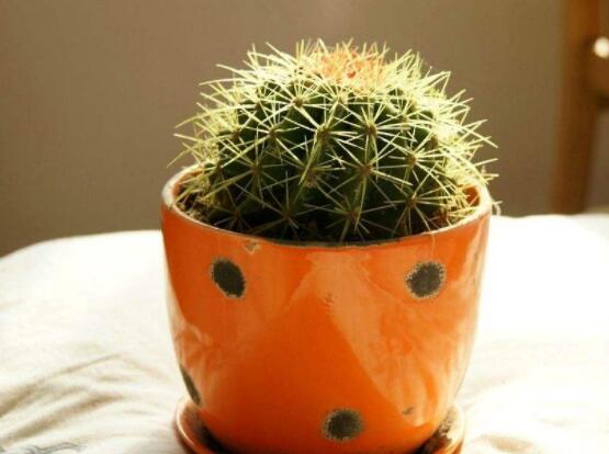 仙人球花語象征與寓意，堅強、溫暖、柔弱、孤獨