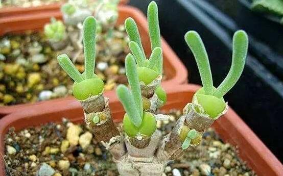 碧光環(huán)的用土方法，四份營養(yǎng)土六份蛭石一份珍珠巖混合配制