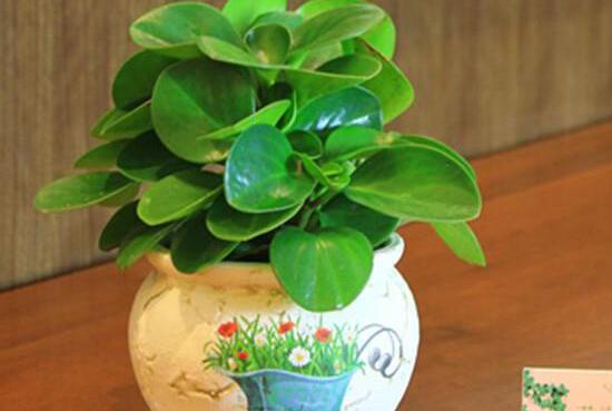 碧玉為什么會(huì)爛根，碧玉爛根怎么辦(換盆換土重新栽培)