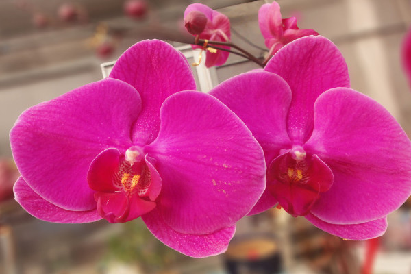 蝴蝶蘭養(yǎng)多久才能開(kāi)花