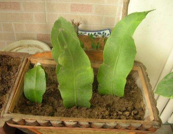 橡皮樹扦插，教你六大基本步驟快速生根發(fā)芽(30天)