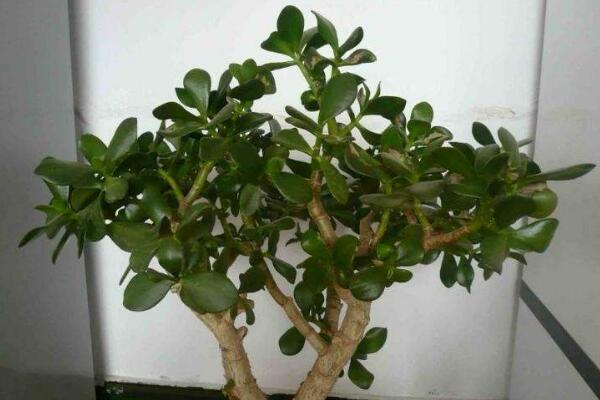 玉樹葉子發(fā)黃的處理方法，四種原因以及處理方法