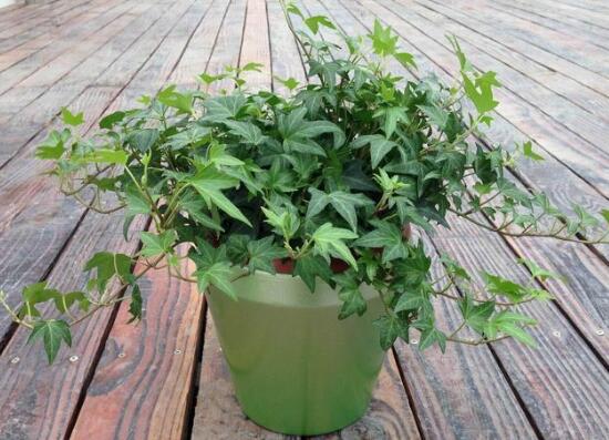 常春藤怎么養(yǎng)長得快，常春藤的養(yǎng)殖方法