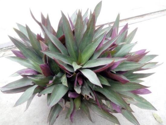 紫背萬年青有毒嗎，有毒的萬年青是哪種