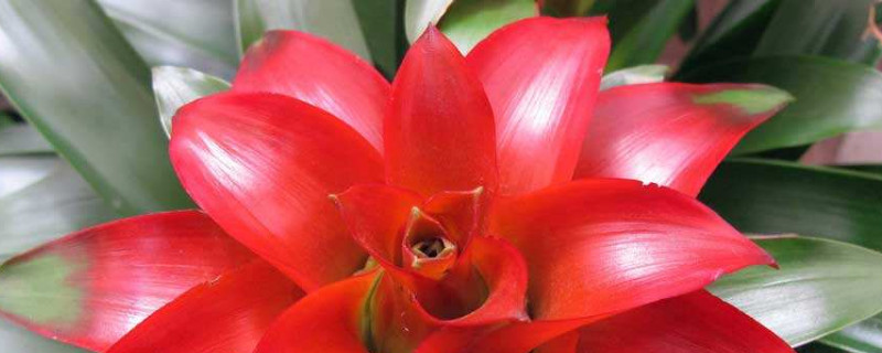 鴻運當(dāng)頭不開花怎么辦