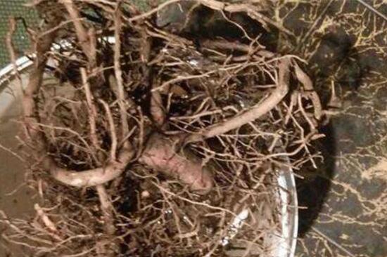 平安樹爛根怎么辦，平安樹爛根處理方法