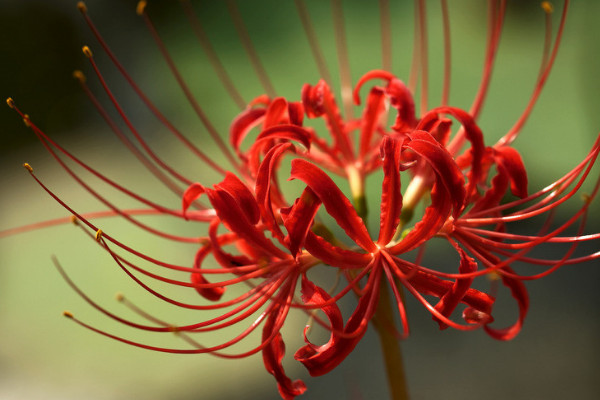 彼岸花對(duì)人有什么害處