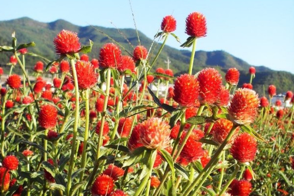 千日紅如何過(guò)冬天