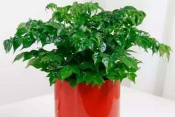 幸福樹的圖片，品種以及價(jià)值介紹