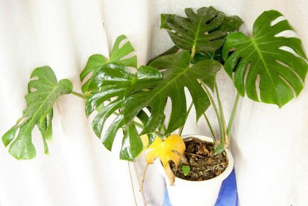 龜背竹的繁殖方法圖解，扦插、分株、播種三種方法