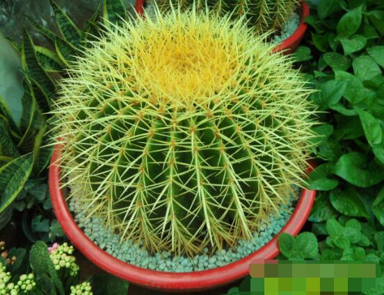 仙人球怎么施肥才正確，老農(nóng)總結(jié)一年四季施肥方法