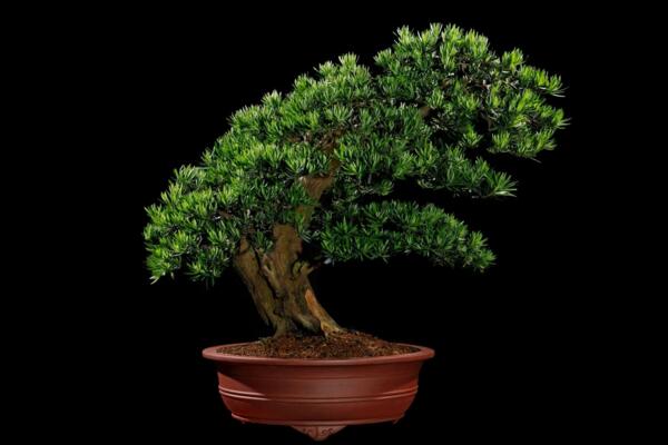 羅漢松施什么肥長(zhǎng)得快，生長(zhǎng)期氮肥最重要