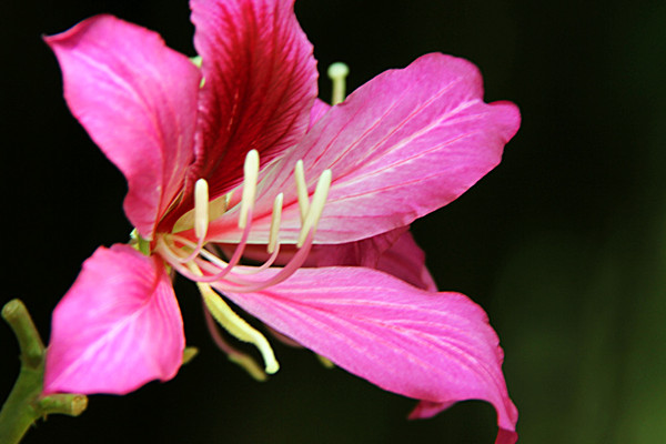 紫荊花盆栽可以放室內(nèi)嗎