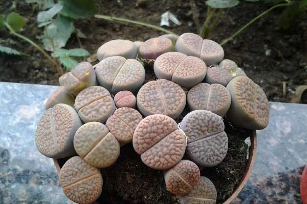 生石花最合適光照度，只需要在夏季適當(dāng)遮陰即可