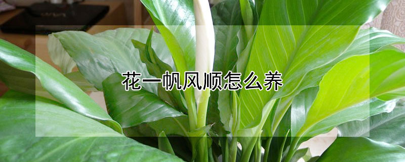花一帆風(fēng)順怎么養(yǎng)