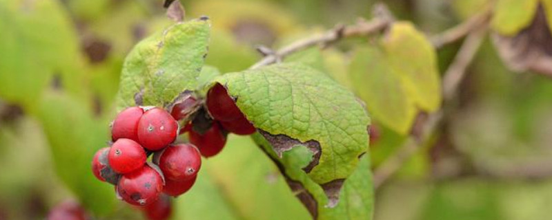 蔥皮忍冬的果實(shí)能吃嗎