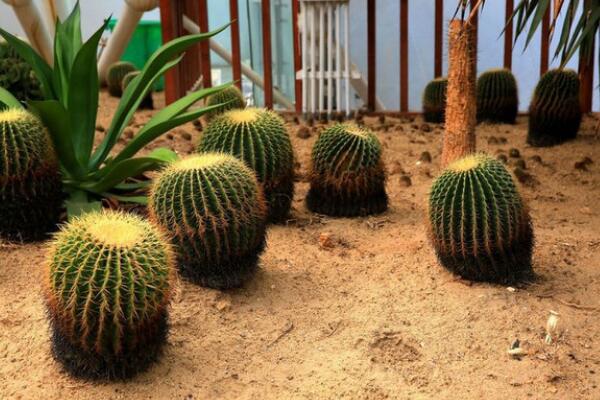 仙人球怎么養(yǎng)長得快，5大技巧可讓仙人球迅速爆盆