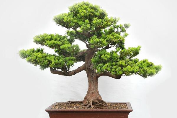 十大羅漢松品種，羅漢松常見品種介紹