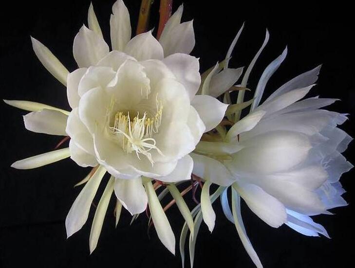 曇花爛根怎么處理，及時(shí)處理不然會(huì)造成無(wú)藥可救的狀態(tài)