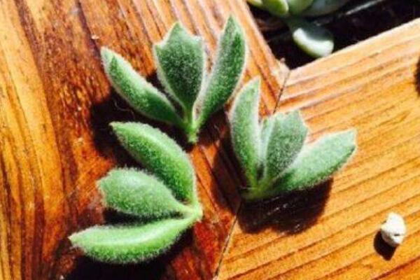 熊童子怎么繁殖成活率高，掌握繁殖技巧才是關鍵