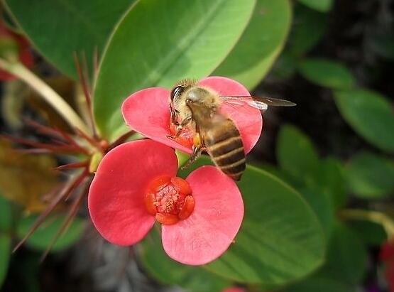 虎刺梅掉葉子怎么辦，四種原因以及解決方法
