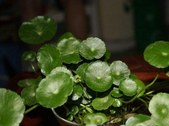 銅錢草水培好還是土培好，水培和土培兩者皆好