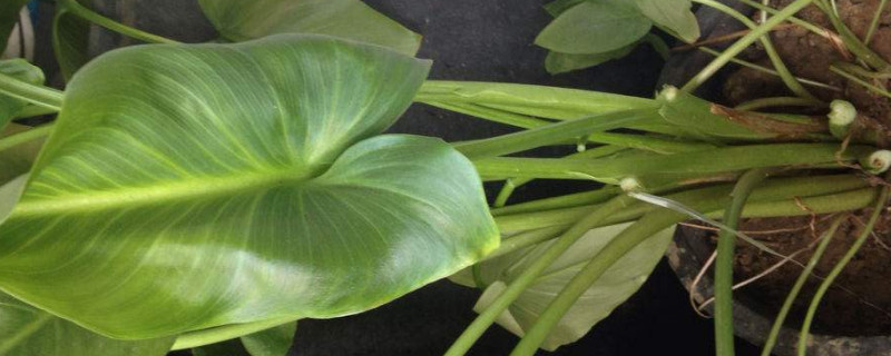 滴水觀音為什么會(huì)滴水