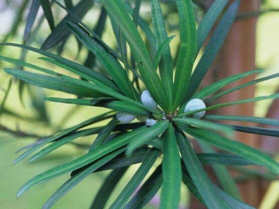 小葉羅漢松的養(yǎng)殖方法，老農(nóng)總結八大簡單易學的養(yǎng)殖技巧