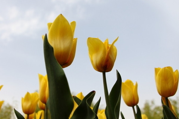 郁金香長(zhǎng)蟲怎么辦