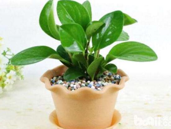 碧玉為什么會(huì)爛根，碧玉爛根怎么辦(換盆換土重新栽培)