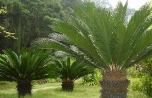 蘇鐵開花有什么征兆，開花之后是不會死的