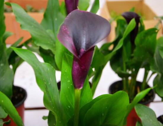 紫色馬蹄蓮花語是什么，代表著一種單純的愛