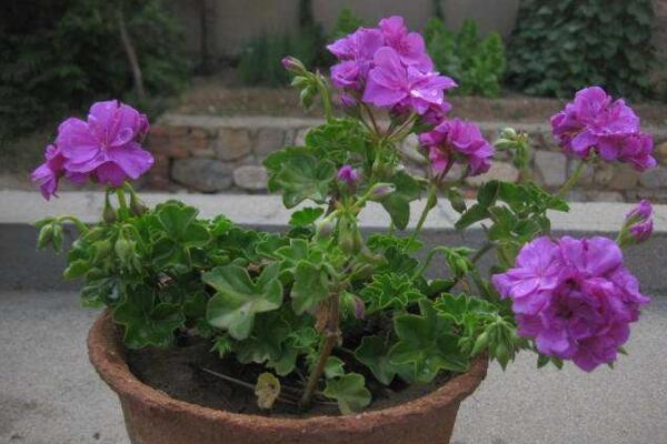 天竺葵打頂摘心圖解，摘心時(shí)間在每年的春秋季