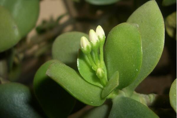 玉樹葉子發(fā)黃的處理方法，四種原因以及處理方法